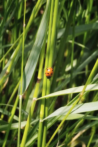 A close-up, vertical shot of a bright orange ladybird with black spots, perched on a vibrant green stalk of grass. Other green stalks are visible in the blurred foreground and background, suggesting a dense patch of grass or reeds. The lighting highlights the texture of the stalks and the ladybird's shell.