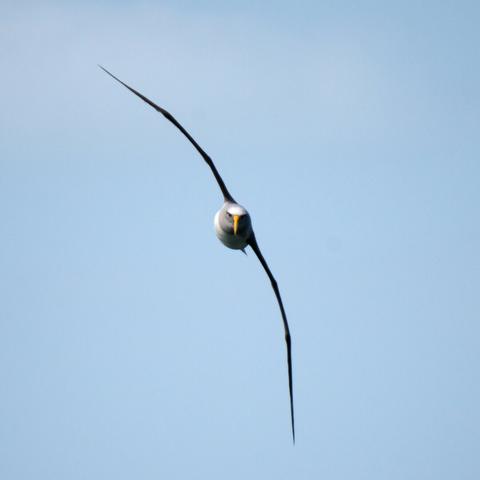 Photo shows a frontal shot of a large bird with a large wingspan. The wings are in diagonal from upper left to lower right. The large bird body is white, and wings are black. Front view shows grey shoulders, eyes with a strict type of eyebrow and a large yellow beak. The bird is staring directly at the viewer. In the background there is a blue sky but just behind the bord is a white cloud.