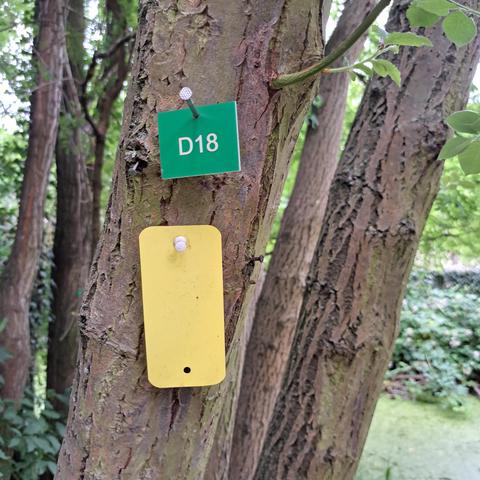 Baum mit grüner Nummernplakette D18 und darunter einem gelben Plastik-Kärtchen