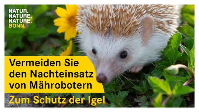 Ein Igel kriecht in einer grünen Umgebung neben einer gelben Blume. Text auf gelbem Hintergrund fordert dazu auf, den Nachteinsatz von Mährobotern zu vermeiden, um Igel zu schützen.
