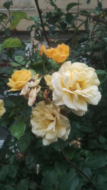 A cluster of yellow flowers, some fading, others fresher and more vibrant