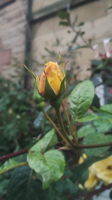 A bright, yellow flower, just starting to unfurl