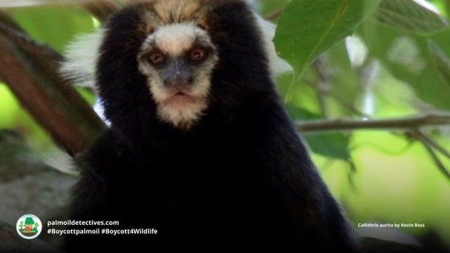 Buffy-tufted-ear Marmoset Callithrix aurita