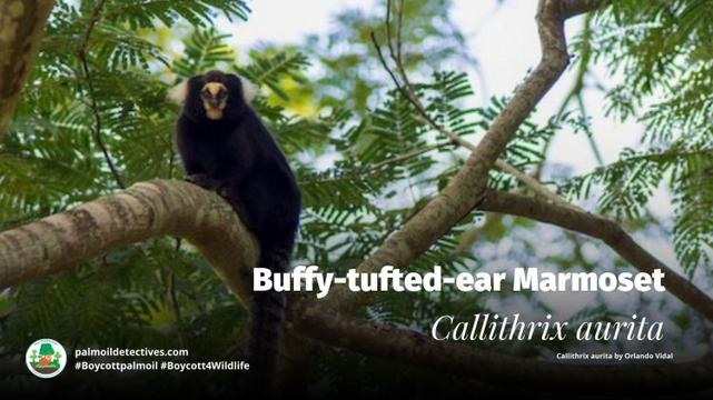 Buffy-tufted-ear Marmoset Callithrix aurita - South America