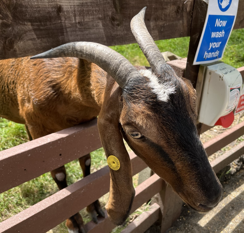 Close up of a lovely ginger goat in sunshine.