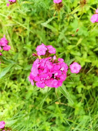 A cluster of pink flowers with white freckles on their petals on a background of thick leaves.