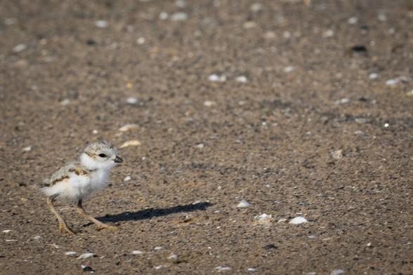 6 chicks hatch at Montrose Beach and Waukegan
