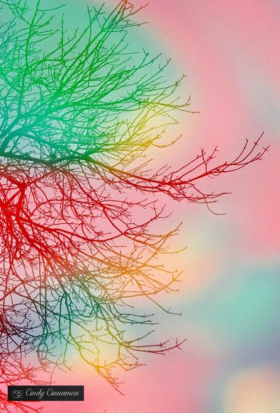 Arbre dans un Arc-en-Ciel Argentique. Photographie par Cindy Cinnamon