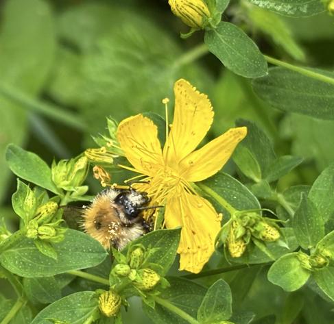 Eine Ackerhummel an Blüten von Johanniskraut , Hypericum.