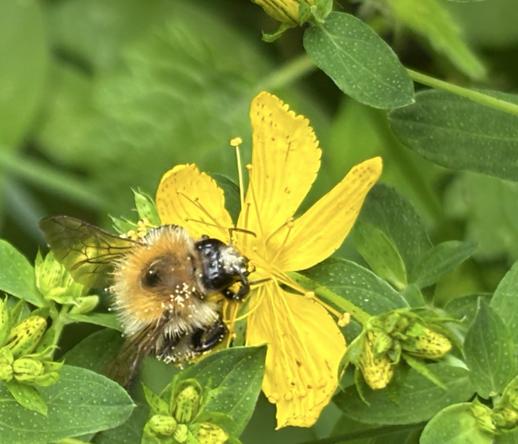 Eine Ackerhummel an Blüten von Johanniskraut , Hypericum.