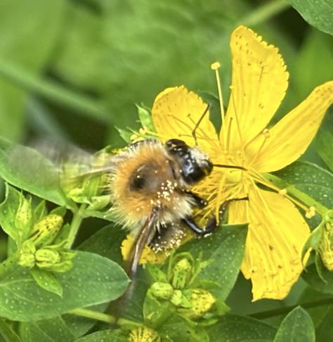Eine Ackerhummel an Blüten von Johanniskraut , Hypericum.