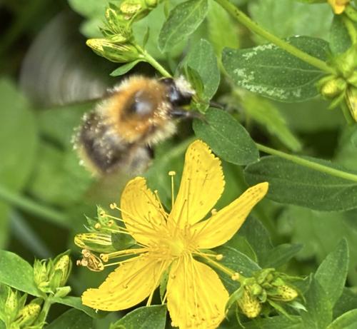 Eine Ackerhummel an Blüten von Johanniskraut , Hypericum.