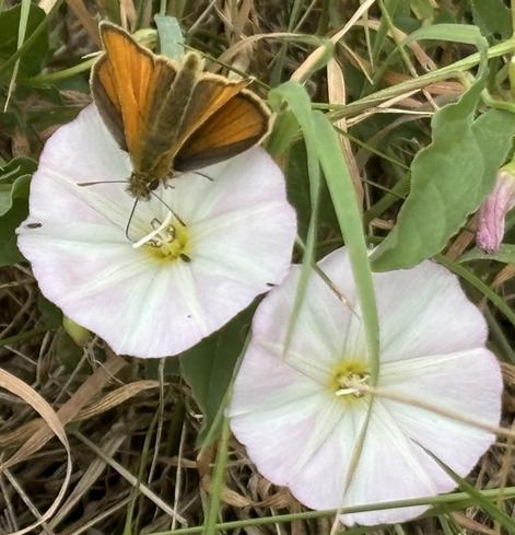 Ein Braun-Dickkopffalter, Gattung: Thymelicus, an einer Blüte von Acker-Winde, Convolvulus arvensis, und saugt Nektar.