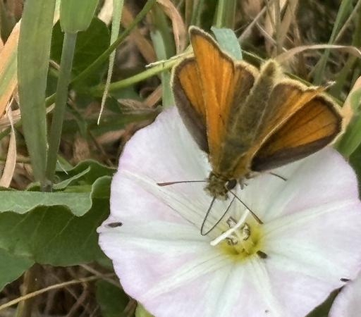 Ein Braun-Dickkopffalter, Gattung: Thymelicus, an einer Blüte von Acker-Winde, Convolvulus arvensis, und saugt Nektar.