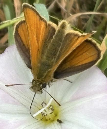 Ein Braun-Dickkopffalter, Gattung: Thymelicus, an einer Blüte von Acker-Winde, Convolvulus arvensis, und saugt Nektar.