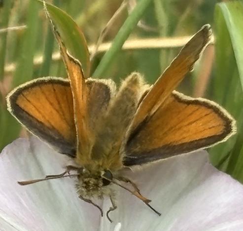 Ein Braun-Dickkopffalter, Gattung: Thymelicus, an einer Blüte von Acker-Winde, Convolvulus arvensis, und saugt Nektar.
