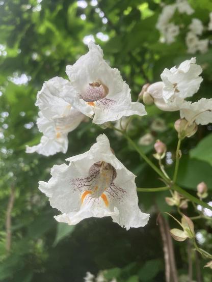 White flowers with yellow stripes blooming amid green tree leaves.