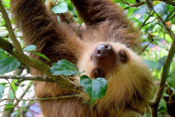 A closeup of a two-toed sloth hanging in a tree