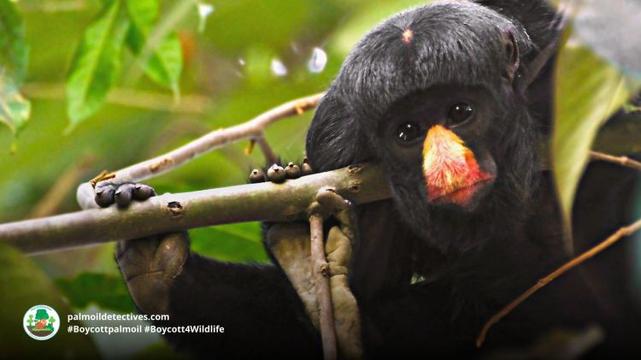 White-nosed Saki Chiropotes albinasus