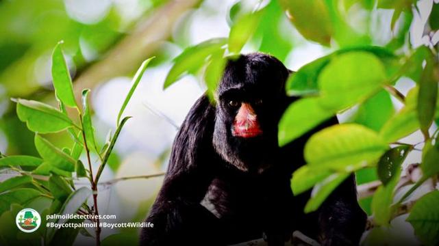 White-nosed Saki Chiropotes albinasus