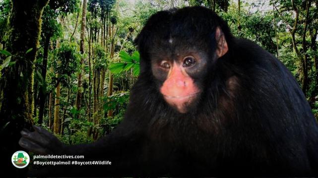 White-nosed Saki Chiropotes albinasus