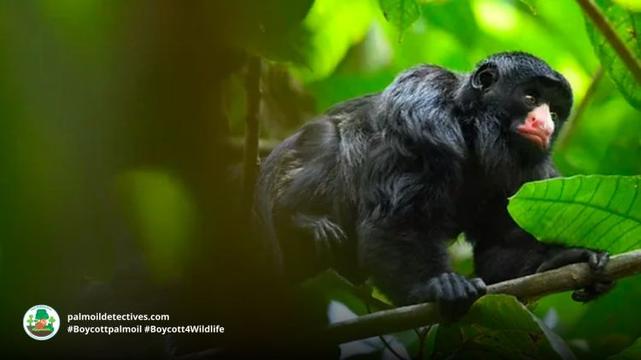 White-nosed Saki Chiropotes albinasus
