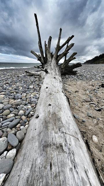 A large, weathered piece of driftwood lies horizontally on a pebble and sand beach under a dramatic, cloudy sky. The rough texture of the light-coloured wood dominates the foreground, stretching towards the choppy sea in the background. The beach extends to a treelined bluff on the right.