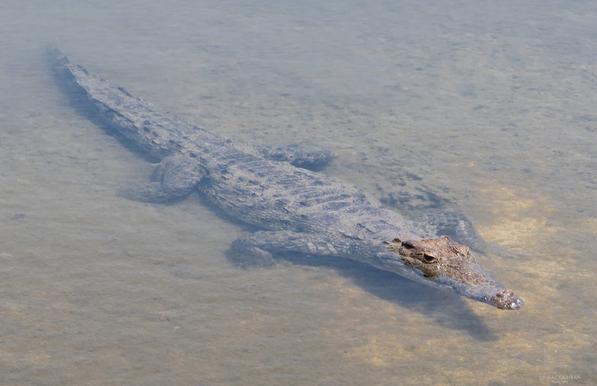 A crocodile is submerged except for its eyes.