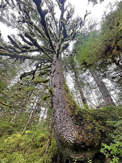 A shot taken looking up at a large tree. The tree is growing off of a rock, so its bottom is angled and looks like its not attached to anything. Moss covers the rock and back side of the tree's trunk. The branches of the tree are covered in thick green moss.