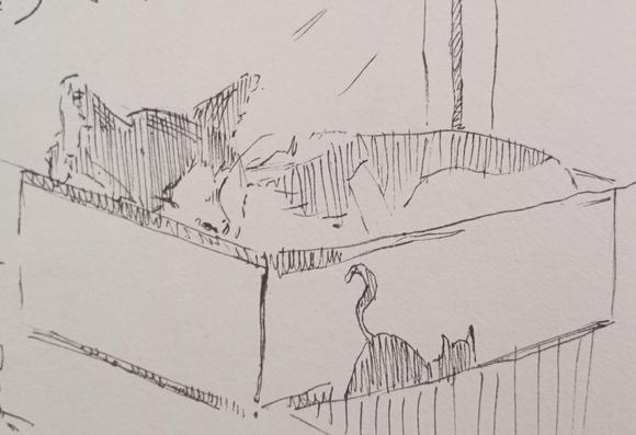 A drawing of a cat lying in a cat-themed box, next to a window
