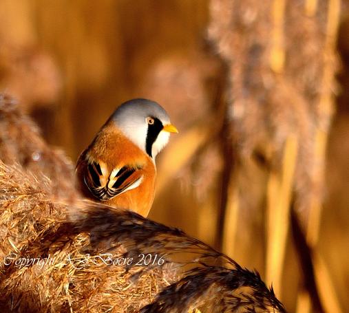 This is a small bird, 14.5–17 cm (5.7–6.7 in) in length, with a long tail and an undulating flight The plumage is mostly orange-brown, with a whitish throat and chest, some contrasting black and white parts in the wings, and white edges to the tail feathers. The adult male has a grey head, black "moustaches" (not a beard) and black undertail coverts. The adult female is generally paler, with a more brownish head and no black moustaches or undertail coverts, but sometimes with black streaks/spots to the crown or back Whereas these streaks/spots vary from absent to strong in the west of the species' range, they are absent to faint in the east