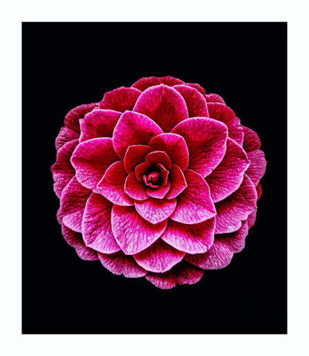 This is a close-up of a single, bright pink camellia blossom. The flower is against a black background, which helps enhance its color and texture. There are petals many tightly arranged petals.