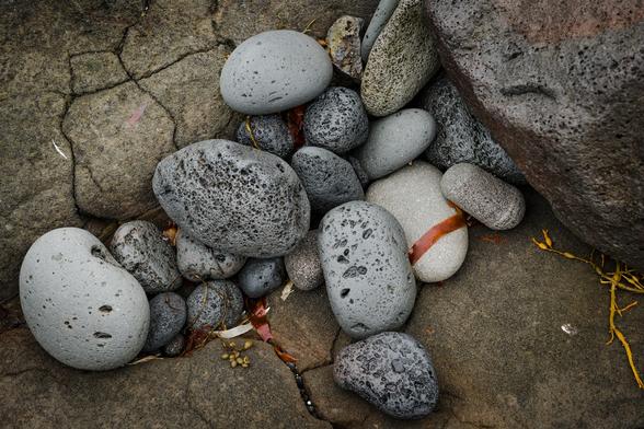 Close up photo of rounded rocks, including one draped in seaweed,  settled in a nook in between bedrock and a larger stone on the coast of the Reykjanes peninsula in southwest Iceland.