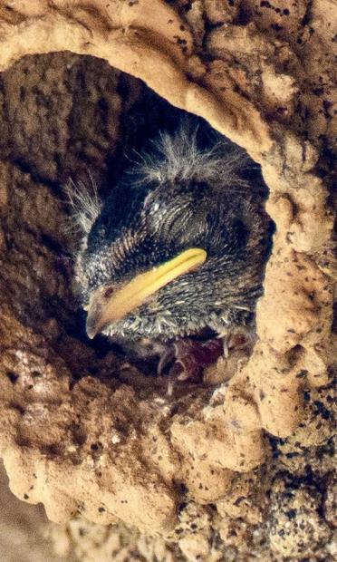 A baby barn swallow, head out his nest hole and waiting for mom to return with food