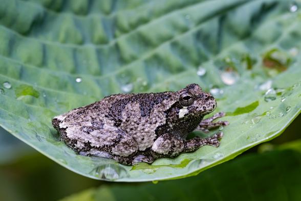 A grey tree frog sits on a giant hosta leaf surrounded by rain drops.
© Tom Goetz. All rights reserved. Training an AI on this image is expressly forbidden.