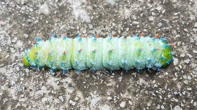 Chonky green caterpillar with blue projections all over, some tipped in orange. It is on pavement. It is very cute