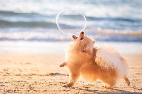 Pomeranian dog on the beach bites a soap bubble in midair