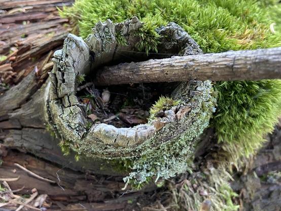A fallen tree with a big hollow knot that used to be on the side, now on top, covered in mosses and lichens, and with a stick inside it, like somebody was stirring a forest potion