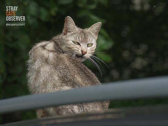 A grey tabby cat sits on the roof of a car and looks at us over its shoulder
