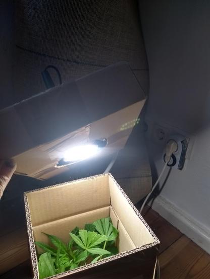 Ein Pappkarton in dem einige Hanfzweige mit gekappten Blättern stehen, eine Hand hält einen kleinen Karton so, dass man sieht dass unten bündig mit dem Karton eine E27 LED ohne dome leuchtet.