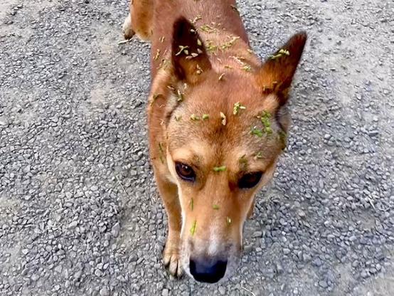 突然現れた野良犬を保護→一緒に暮らした結果…当時は想像もできなかった『現在の光景』が10万再生「運命」「表情から幸せ伝わってくる」と絶賛 - ライブドアニュース