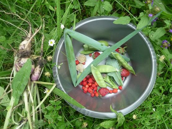 die gestrige Ernte in einem grauen Schüsselchen auf der Wiese. Die Rübchen liegen daneben. In der Schüssel liegt nur sehr wenig. Ein paar einzelne Zuckererbsen, Walderdbeeren, 2 Ananaskirschen, Mini-Brokkoli und eine gefaltete Lauchzwiebel. Etwas versteckt liegt da noch ein Zucchini-Fruchtansatz. Wird er nicht befruchtet, kann man ihn schnell futtern, bevor er abfällt. Wollte die magere Ernte erst gar nicht zeigen, weil bisschen traurig.