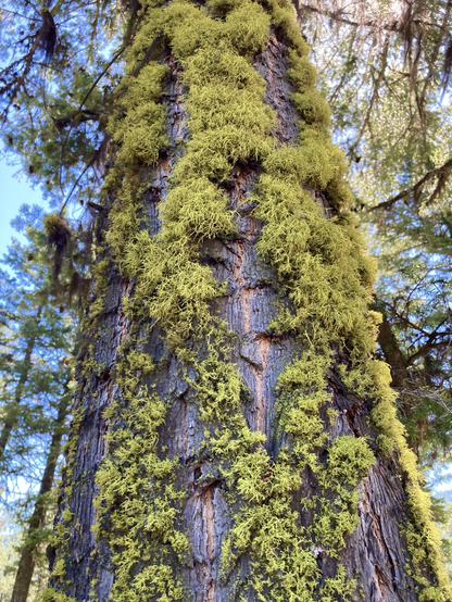 Lichens are spread over the trunk of a pine tree, green on brown. In the background are more trees and a partly cloudy sky.