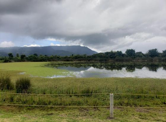 Landscape picture of a mountain wetland, partially covered by a variety of water plants. Half of the wetland has open water, which mirrors the trees and mountains in the background. The sky is mostly overcast, and the clouds are close to the top of the mountain. In the front, a rope fence separates the trail from the wetland.