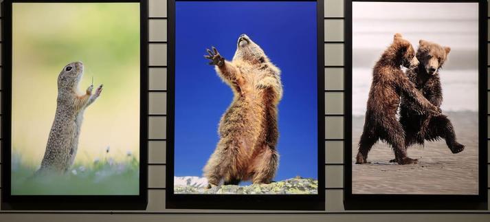 Varias fotografías de la exposición 'Comedy Wildlife' (MNCN). / Jose Maria Cazcarra