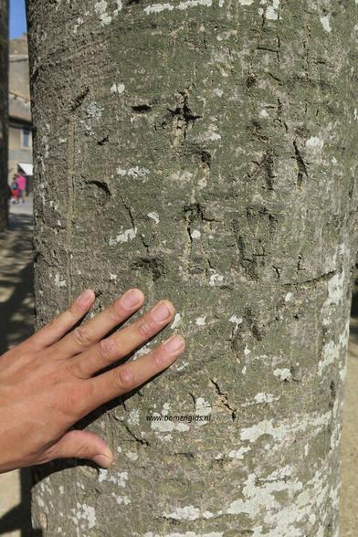 Photo of treespecies Albizia julibrissin : Category is bast-bark-rinde-ecorse-corteza