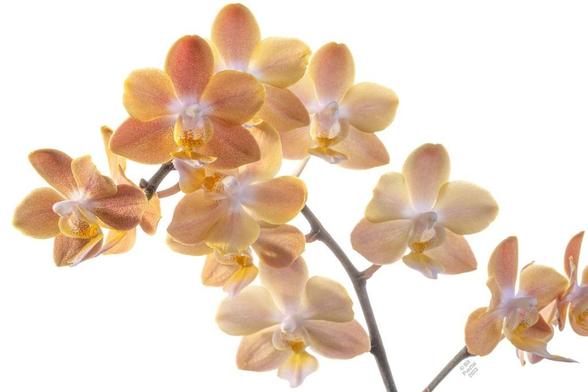 On a white BG, a spike bearing about 12 flowers. Each has five lenticular-shaped petals, golden with magenta or maroon spots on it, and a labellum similarly coloured; the column is white. The flowers fade as they age, so there is every degree of saturation represented from very pale pastels to fairly strong golds and reds.