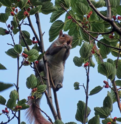 squirrel standing in mulberry tree eating a berry