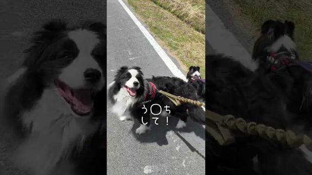人が出来ないことをやってのける犬 #しろくろコリー #可愛い#ボーダーコリー #ボーダーコリーのまろ #しろくろコリー #犬 #癒し