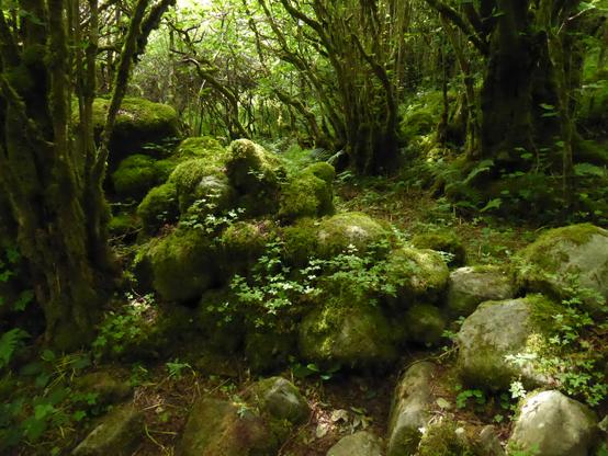 Photograph showing a ruined rock wall, covered in a thick coating of moss. The wall is in dappled shade in a green forest.